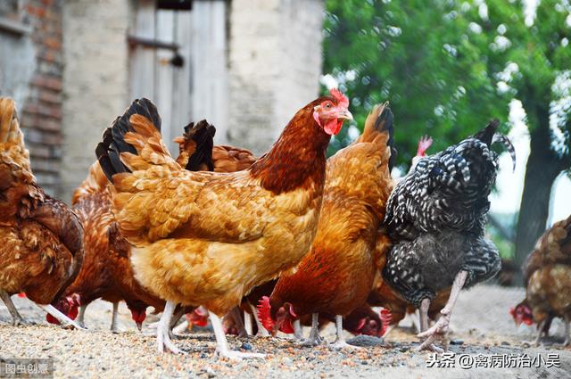 养鸡巧用味精，治疗互啄，增料显奇效！小窍方大作用