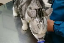 家有凶猫怎么办？主人自制防咬神器，把猫咪变成一只不能咬人的猪图片