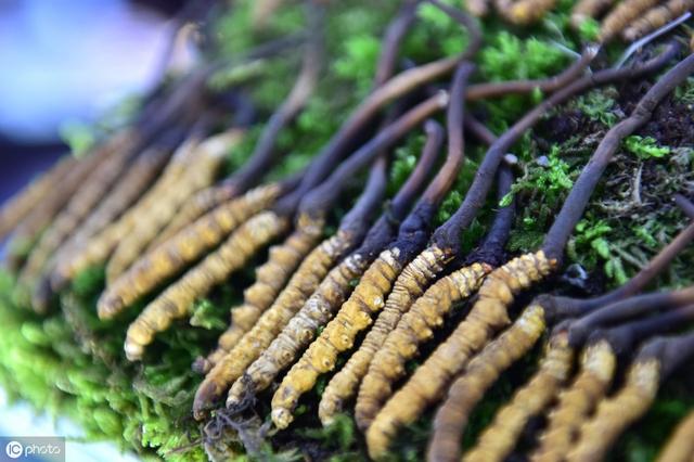 三类人不能吃冬虫夏草 2025年三类人不能吃冬虫夏草高血压可以吃虫草吗 三类人不能吃冬虫夏草 2025年三类人不能吃冬虫夏草高血压可以吃虫草吗