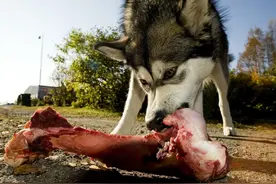 谨记：这6个行为，在狗狗眼中是挑衅的意思图片