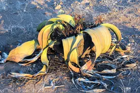 珍贵的千年寿星，世界公认的沙漠“大章鱼”，到底是啥“生物”？图片