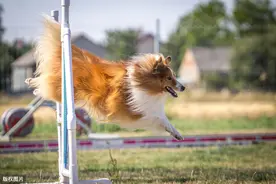 这7种“易训”的狗狗里，有没有你家爱犬？图片