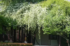 席慕蓉《七里香》：毕业季，以诗为名，把忧伤、怀念、温馨致青春图片