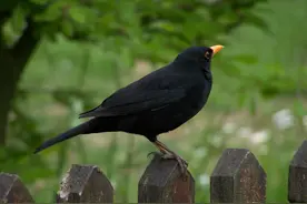 乌鸫能学习哪些鸟鸣叫声音？鸫龟先生详解百舌鸟的压口方法与养护