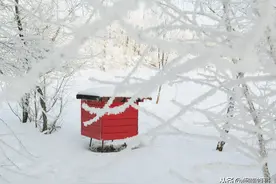 冬季喂养蜜蜂，要不要喂花粉呢？资深老蜂农教你怎么做图片