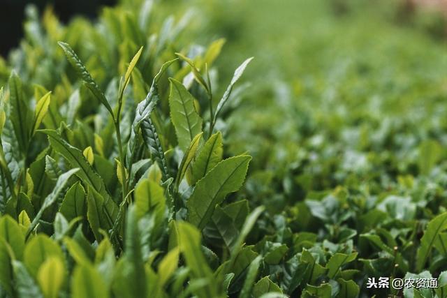 这1种肥很厉害，每亩用2斤，抗病虫、抗倒又增产，所有作物都适用