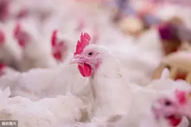 出现肉鸡败血支原体病怎么办？教你以下诊治方法，吃放心鸡肉图片