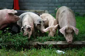 5个治猪病的偏方，养猪的你一定用得上！简单好用，见效快图片