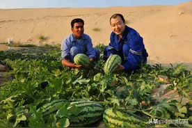奈曼旗东明镇首茬无籽西瓜喜获丰收图片
