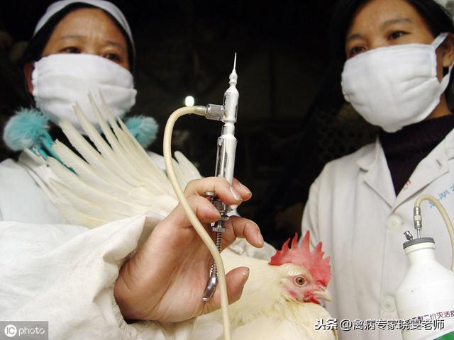关于家禽免疫，一般兽医不会告诉你的8件事