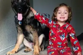 德国牧羊犬用勇敢无畏保护主人，用温馨的“爱”体贴主人图片