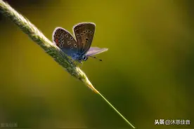 散文：为自己绽放图片