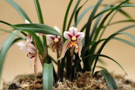 兰花翻盆：两花不翻、两水不浇、两肥不施，你做对了吗图片