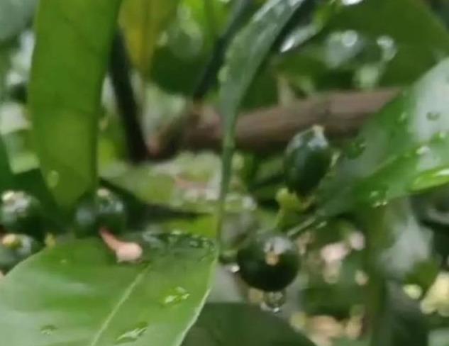 婧冪枴鐥呭浣曟牴娌伙紵鏌戞鎬庝箞鍍忓崡鐡滀竴鏍凤紵鑶ㄦ灉绋虫灉鍙互杩欎袱涓偉涔堬紵