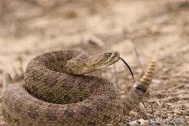 美洲最危险的蛇类！咬死了对它无比"虔诚"的信徒图片