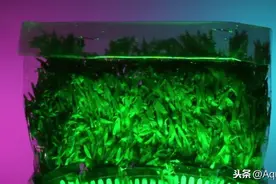 纯干货 | 市面上常见的水草的购买形式及建议图片