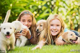 【齐齐哈尔萌宠】金毛犬为什么喜欢和主人一起睡？原因这5点图片