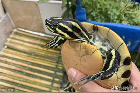 辟谣：乌龟呛水是因为水位太深？不，呛水的症状和真正原因要知道图片