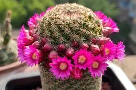 养多肉：秋天景天坑，夏天球球坑，人生百味都想尝图片