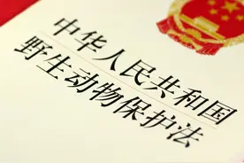 首次审议野生动物保护法修订草案未通过，鹦鹉养殖户：上岸改行图片