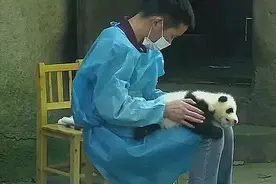 饲养员抱着小熊猫，以为是在帮它按摩，看清后：好家伙，真是酸了图片