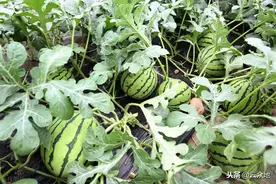 一株西瓜苗结六七个瓜，落瓜的原因是打药问题还是营养跟不上？图片