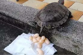 乌龟在家里下蛋了，主人拿锅煎来吃，几分钟后却表示下不去口图片