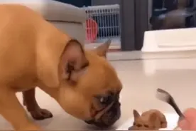 订做“狗形蛋糕”，当主人一刀切下狗头时，宠物的反应太真实了图片