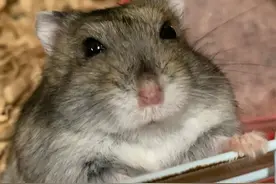 仓鼠被摸很生气，午睡被多次打搅后，鼠鼠选择这样躲避饲主图片