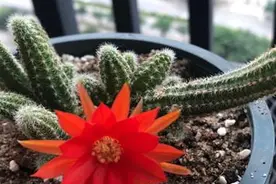 仙人指的换盆技巧图片