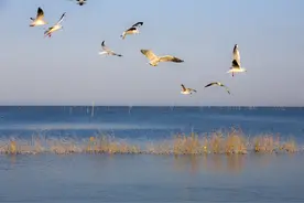 我和老妈的新疆自由行07南疆水乡库尔勒！神秘罗布人巍峨铁门关图片