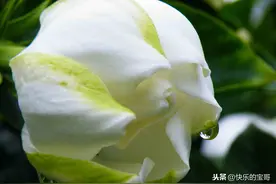 欣赏花卉美图：栀子花图片