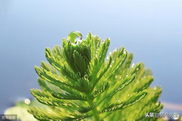 辟谣：水草不能代替硝化细菌处理鱼缸氨氮？其实水草除氨效果更好