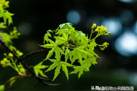#唤醒好春光# 城市的中央 身边的公园 大连中山公园的春花与嫩叶图片