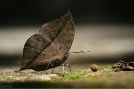 诗一首：枯叶蝶图片