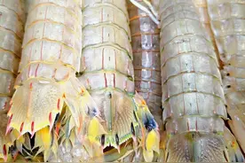 椒盐皮皮虾这样做吃着才过瘾，鲜香脆爽，越嚼越香，好吃不贵图片