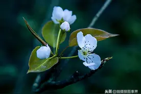 拍摄春天的梨花，用这种色调表现，有没有静谧的视觉感受？图片