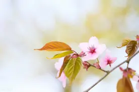 诗词 | 若将岁月开成花，人生何处不芬芳图片