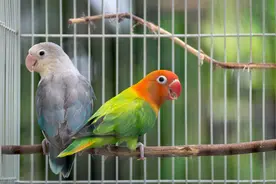 家庭饲养牡丹鹦鹉很难？新手掌握这四点，饲养牡丹鹦鹉并不难图片