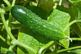 辟谣：黄瓜顶花带刺是有毒的，不能吃？植物激素和避孕药差之千里图片
