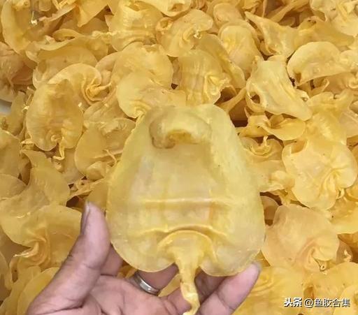 蜘蛛肚花胶 2026年蜘蛛花胶价格,做法,功效及图片大全