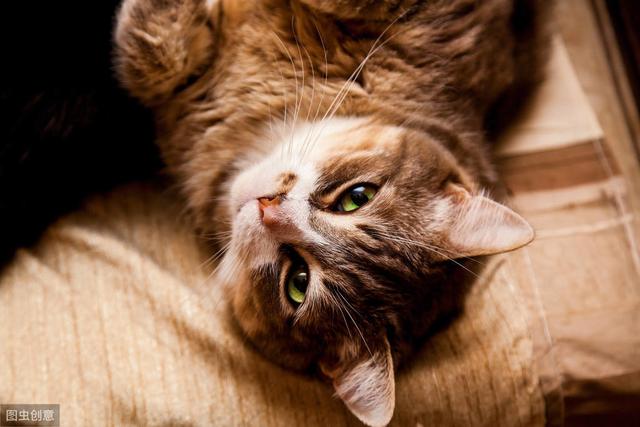 猫必须的11种氨基酸都是干啥的？牛磺酸其实是猫合成胆盐用的