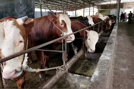 【决战决胜脱贫攻坚】临川区展坪镇：实现高质量脱贫不返贫图片