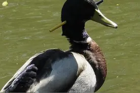 duck不必？捷克鸭子脑袋插箭生活三个月 好心人想救助逮不着图片