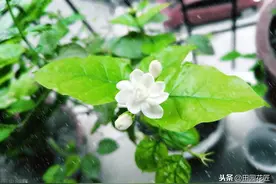 茉莉花夏季枝叶稀疏、卷叶黄叶、花量少？注意这5个方面花朵叶茂图片