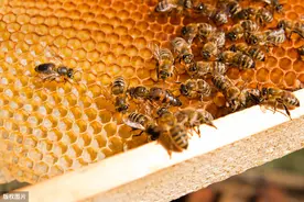 优质蜂王对蜂群有什么影响？蜂农在培育蜂王过程中，应注意什么？图片