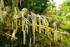 农村人说“蜂子搬家，竹子开花；不是死亡，就是败家”有道理吗？图片