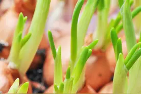 洋葱过早抽薹很常见，原因是什么，如何防止？图片