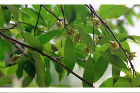 去年1块钱1斤，今年飙升到7.5元，奇怪的是种植户并不开心图片