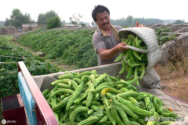 什么是氨基酸（肥）？它有哪些农业价值？如何挑选和使用？